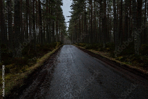 Road to Loch Garten photo