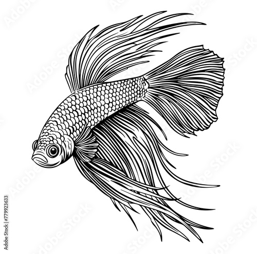 fighting fish, Betta fish icon vector illustration