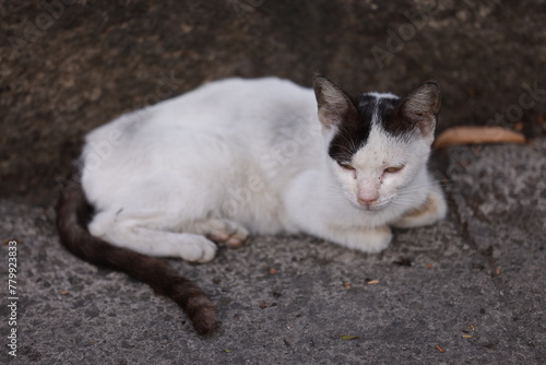 Stray cat on the sidewalk in Manila on March 28, 2024 © Nicholas