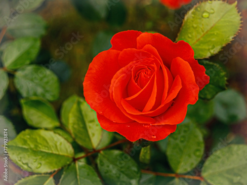 Red Rose and Raindrops