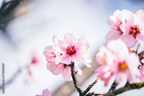 Closeup of pink flower growing on blossoming almond tree in early spring, april floral garden 