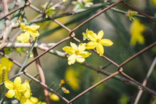 Yellow bloom of a winter jasmine bush in garden, floral nature and spring blossom, selective focus, close up