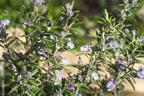 Rosemary blossoming bush in garden  in sunny day, blue flowering rosemary kitchen herbs plant, selective focus, close up