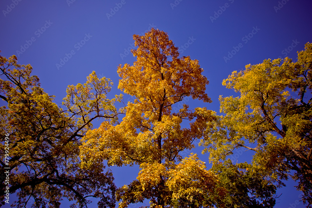 autumn trees and blue sky