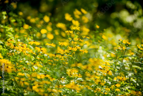 Field of soft yellow black-eyed susan flowers