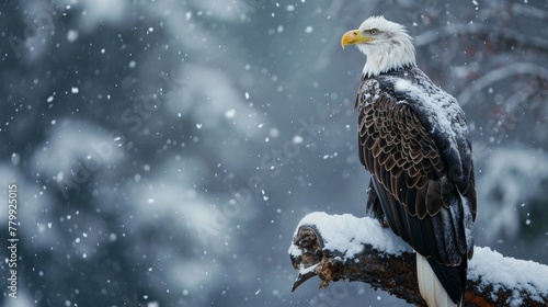 Bald eagle rest in wilderness lands with snow forest in winter.