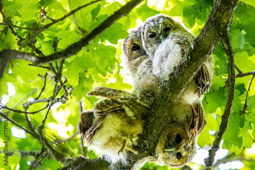 Three young owls sitting on a branch
