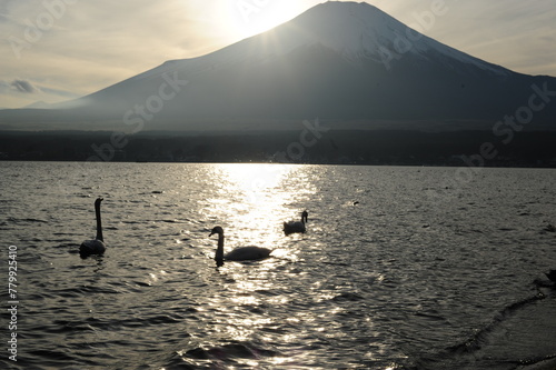 富士と白鳥