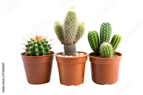 Cacti in a pot isolated on a transparent background.