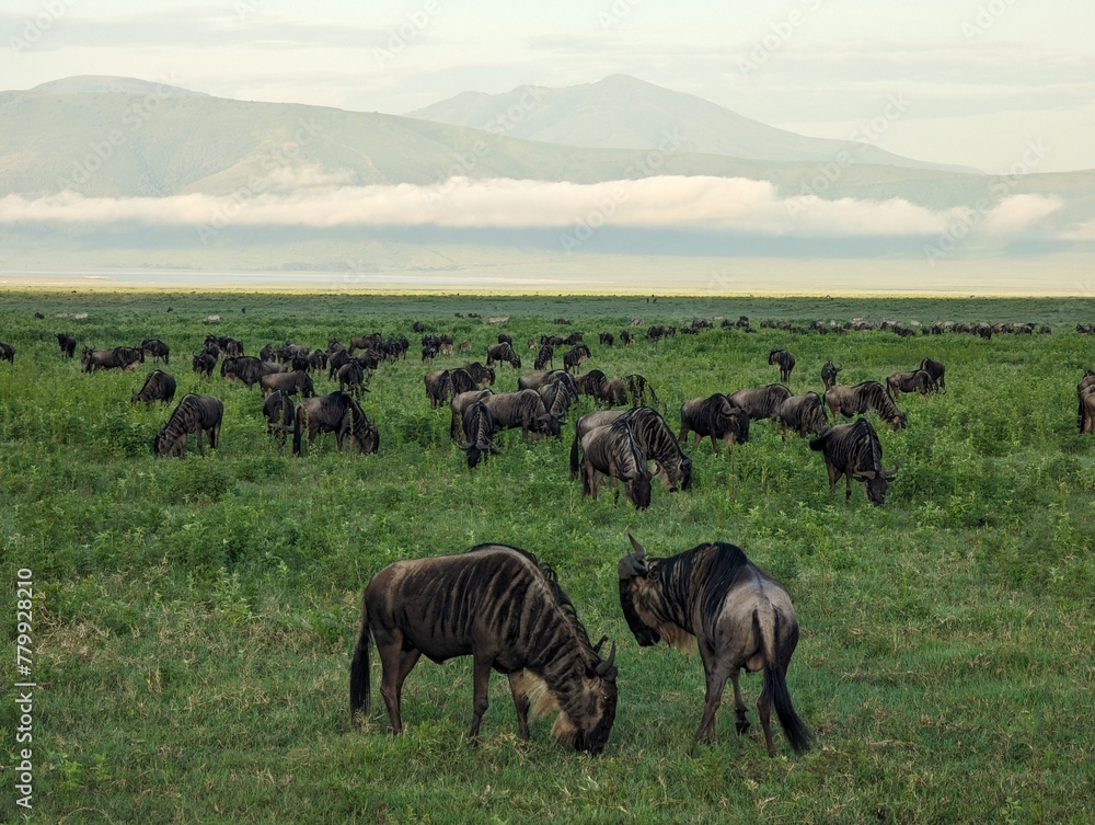 Fototapeta premium Wildebeest in Serengeti