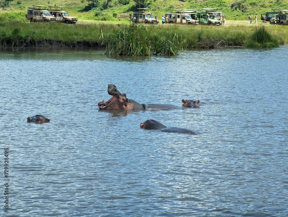Fototapeta premium Hippo