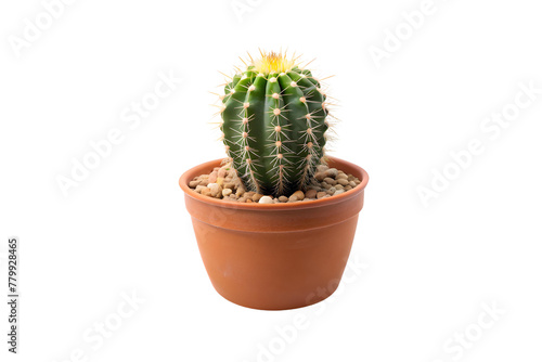 Cactus in a pot isolated on a transparent background.
