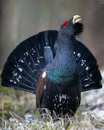 Western capercaillie posing in the forest at spring