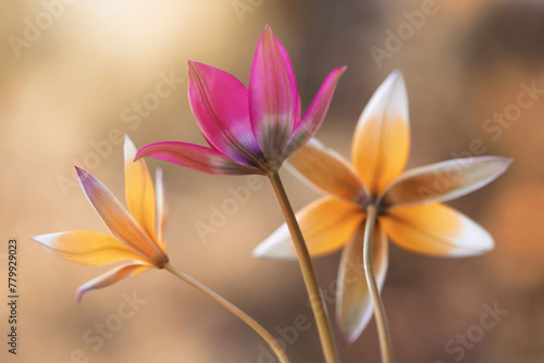 Fototapeta Naklejka Na Ścianę i Meble -  Tulipany botaniczne, dekoracja, tapeta.