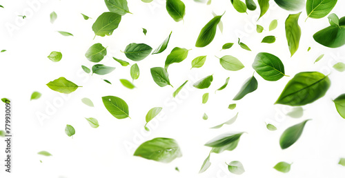 Scattered Green Leaves on a Light Background for Fresh Concepts