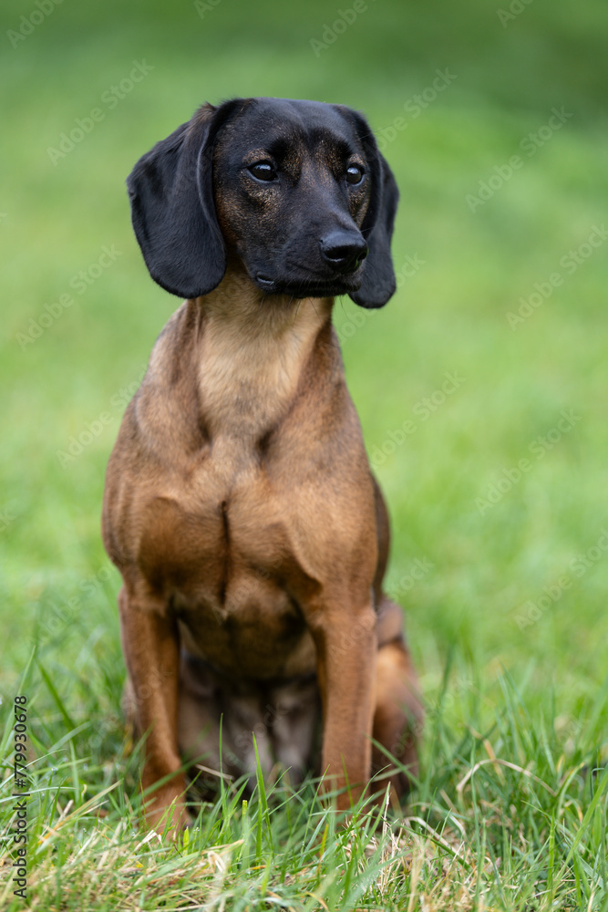 Bayerischer Gebirgsschweißhund Bayerischer Gebirgsschweißhund