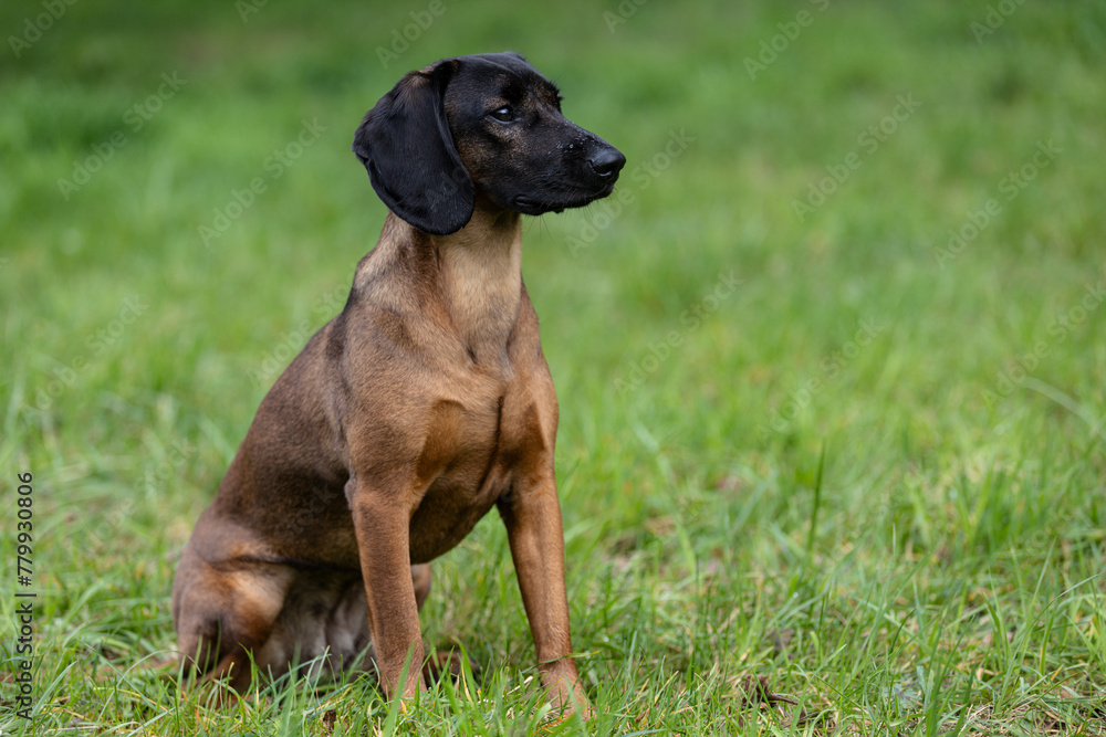 Bayerischer Gebirgsschweißhund