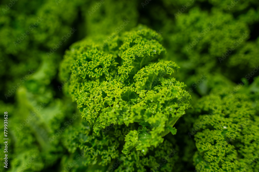 Obraz premium Broccolli