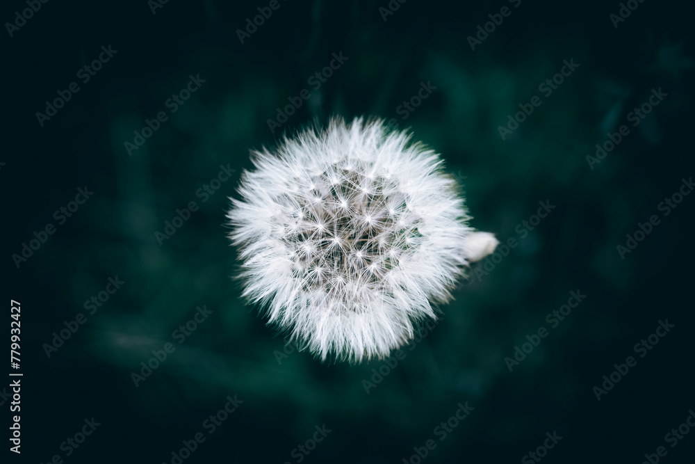 A close up of a white dry dandelion seed flower