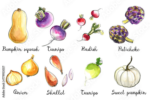 Watercolor food sketch vegetables herbs ink color. Pumpkin squash, turnips, radish, artichoke, onion, pumpkin