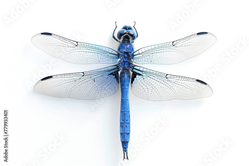 Vivid Blue Dragonfly with Delicate Transparent Wings