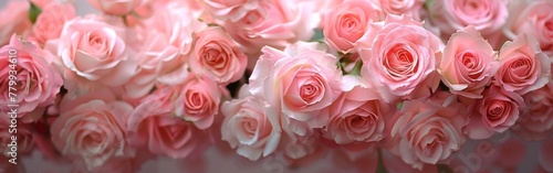 Blooming Beauty  Pink Roses on a White Background