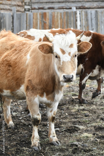 Portrait of a brown-white cow grazing on a farm behind a fence