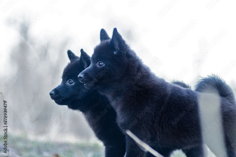 Cute fluffy schipperke puppies in nature Cute fluffy schipperke puppies in nature