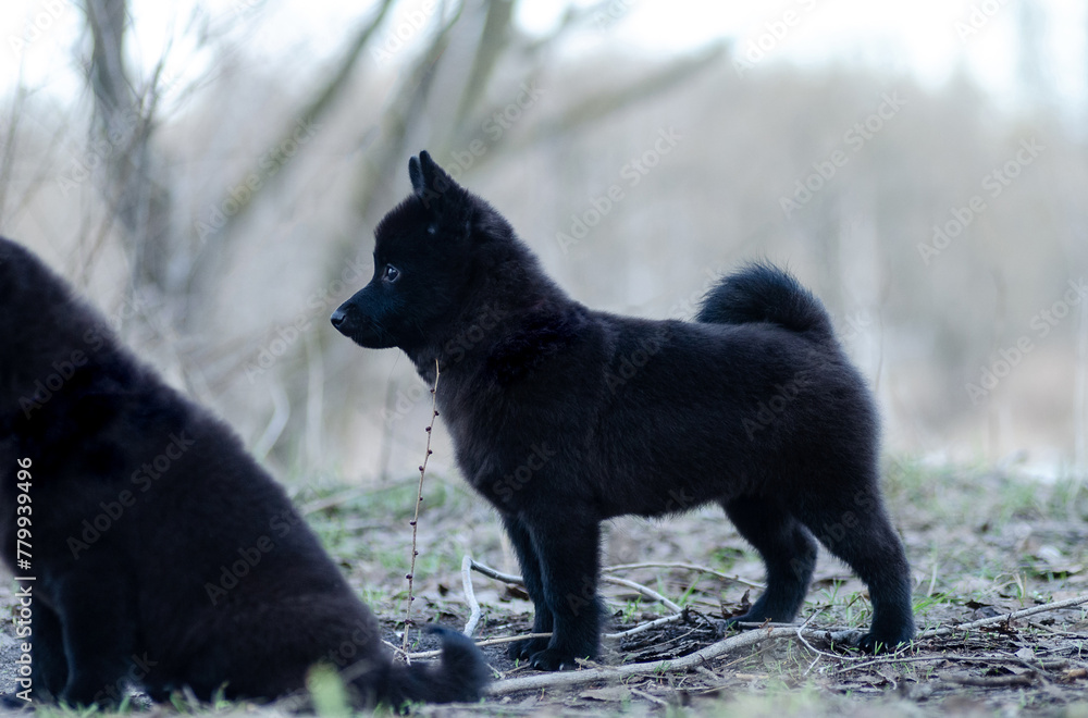 Cute fluffy schipperke puppy in nature Cute fluffy schipperke puppy in nature