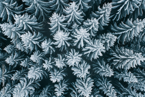 Aerial drone view of a fir forest