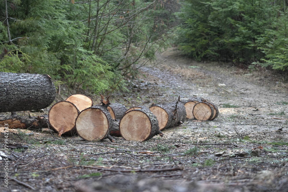 Several wood logs lying on the ground in front of an outdoor trail in the Pacific Northwest woodland area. Several wood logs lying on the ground in front of an outdoor trail in the Pacific Northwest woodland area.