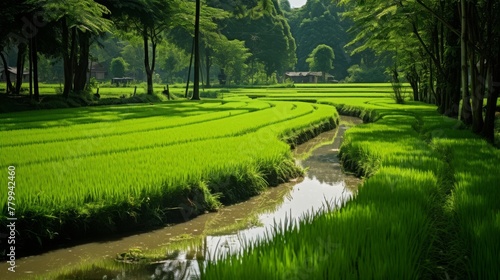 A green rice paddy with water and mountains in the distance
