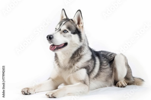 Smiling Adult Siberian Husky Dog Posing Proudly  Pedigree Breed Isolated on White