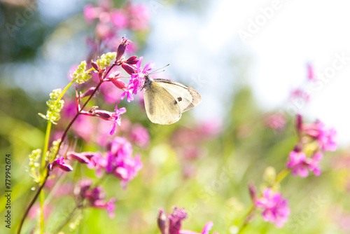 Small veined white butterfly, Pieris napi. Summer landscape with pink flowers.