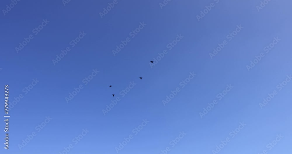 black crows fly in the blue sky, several black birds fly in the sky in clear weather black crows fly in the blue sky, several black birds fly in the sky in clear weather