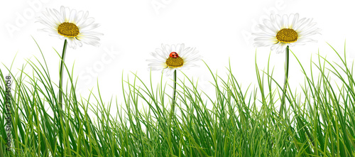 illustration with chamomile flowers and butterflies isolated on white background PNG
