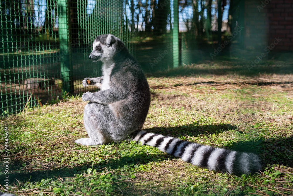 Fototapeta premium Cute young lemur (ring-tailed lemur, Lemur catta) resting on the grass sitting in a cage at the zoo