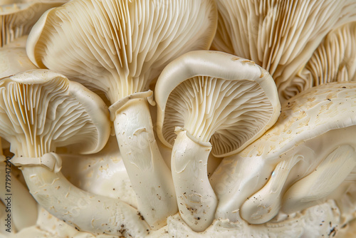 Underside of oyster mushrooms (Pleurotus ostreatus) showing gills