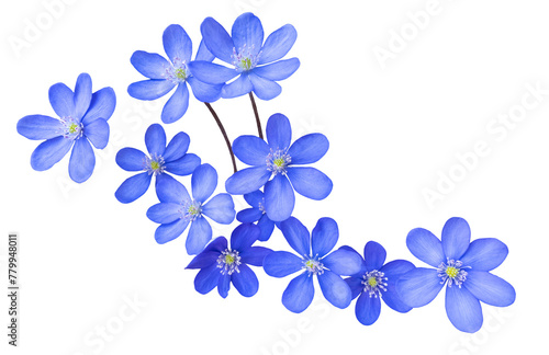 Group of blue liverwort flower blossoms, hepatica nobilis, isolated image on transparent background