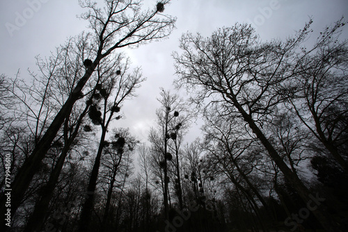 Trees in winter - Castle of Rambouillet park - Rambouillet - Yvelines - Ile-de-France - France