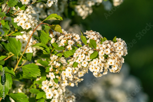 A branches of an apple tree with white flowers blooms in the garden , close up.