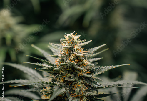 Top of the flowering cannabis plant with the blurred background