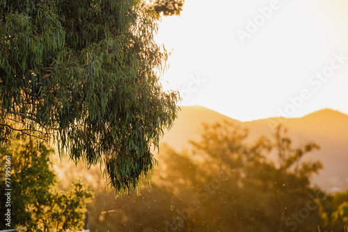 Australian eucalyptus gum tree leaves in golden afternoon light photo