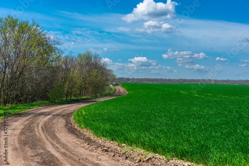 A country dirt road curves between a green field of winter wheat and a shelterbelt in southern Russia on a sunny day in early spring. photo