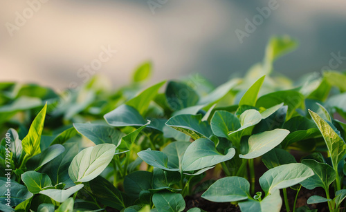 a close up of green leaves