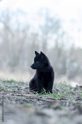 Schipperke charming puppy sits on the spring field