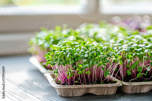 Fresh green microgreen  in paper container standing on windowsill . Young edible sprouts arranged on the table. Concept of diversity in urban gardening, nutritious. AI Generated