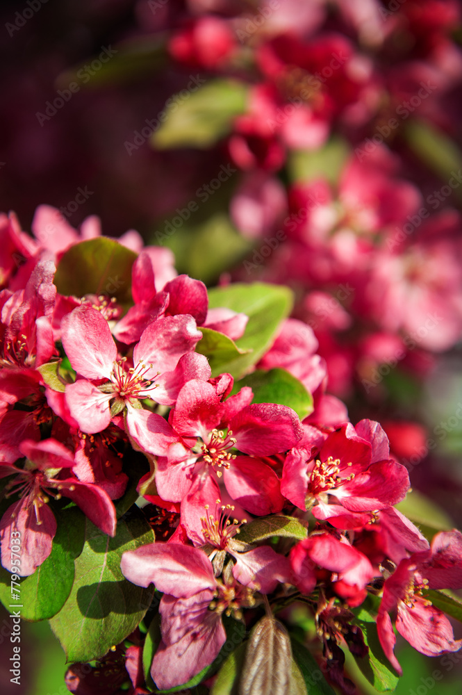 Beautiful spring and summer background with cherry blossom Beautiful spring and summer background with cherry blossom