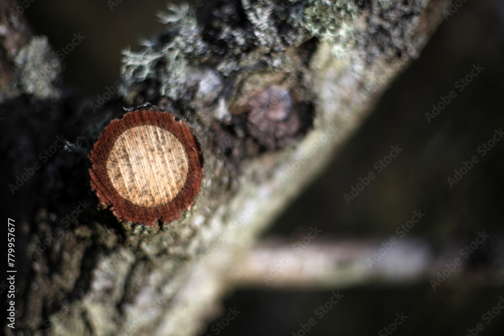 Kinnoull Hill - Forest walk - City of Perth - Perthshire - Scotland - UK Kinnoull Hill - Forest walk - City of Perth - Perthshire - Scotland - UK