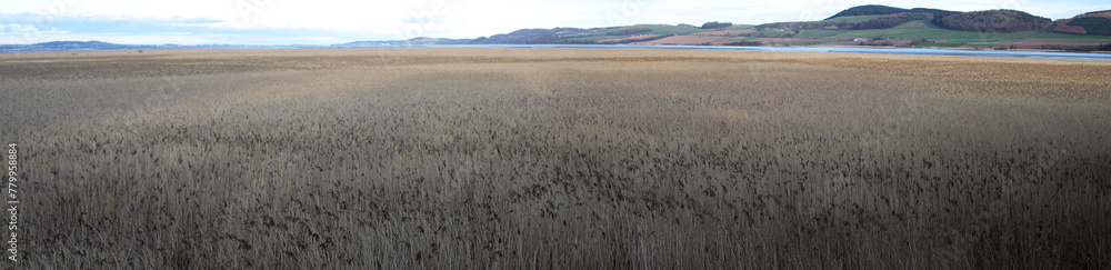 Panorama of Tay River bank - Common Reeds - Phragmites australis - River Tay - Perthshire - Scotland - UK Panorama of Tay River bank - Common Reeds - Phragmites australis - River Tay - Perthshire - Scotland - UK